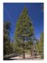 Calocedrus Decurrens, Sierra Nevada, Usa by Bob Gibbons Limited Edition Print