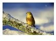 Yellowhammer, Emberiza Citrinella Male Perched On Branch Strathspey, Scotland by Mark Hamblin Limited Edition Print