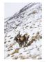 Highland Red Deer, Hind Licking Fawn On Snowy Mountainside, The Highlands, Scotland by Elliott Neep Limited Edition Print