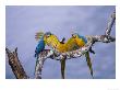 Blue And Yellow Macaw, Family, Peruvian Amazon by Mark Jones Limited Edition Print