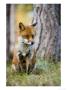 Red Fox, Sitting In Grass Next To Pine Tree, Lancashire, Uk by Elliott Neep Limited Edition Print