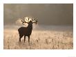 Red Deer, Stag Roaring On Frosty Morning by Mark Hamblin Limited Edition Print