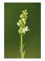 Lesser Butterfly Orchid, Aston Rowant National Nature Reserve, Uk by Elliott Neep Limited Edition Print
