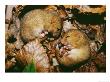 Hazel Dormice, Sleeping, Uk by David Tipling Limited Edition Print