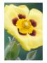 Halimium Lasianthum In Flower by Geoff Kidd Limited Edition Print