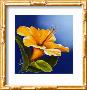Sunny Hibiscus by Karen Foley Limited Edition Print