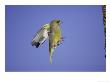 Greenfinch, Adult Male In Flight, Scotland by Mark Hamblin Limited Edition Print