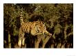 Bengal Tiger, Panthera Tigris Leaping by Alan And Sandy Carey Limited Edition Print