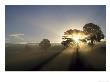 Scots Pine, Sunbeams At Sunrise Through Trees, Scotland by Mark Hamblin Limited Edition Print