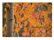 Populus Tremula, Aspen With Stunning Red Autumn Foliage by Bob Gibbons Limited Edition Pricing Art Print