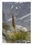 Aciphylla Aurea In The Hooker Valley, South Island, New Zealand by Bob Gibbons Limited Edition Print