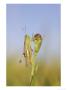 Meadow Grasshopper, Male Resting On Flower Head, Uk by Mark Hamblin Limited Edition Print