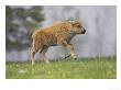 Bison, Young Calf Running Across Open Meadow In Snow Shower, Usa by Mark Hamblin Limited Edition Print
