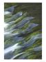 Waterblurred Effectfast Flowing Streamuk by Mark Hamblin Limited Edition Print