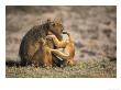 Chacma Baboon, Female Grooming Youngster, Southern Africa by Mark Hamblin Limited Edition Print