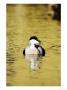 Eider, Adult Male On Water, Norway by Mark Hamblin Limited Edition Print