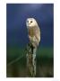 Barn Owl, Adult Perched On Post, Scotland by Mark Hamblin Limited Edition Print