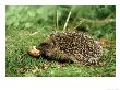 Hedgehog, Youngster Feeding On Snail, Uk by Mark Hamblin Limited Edition Print