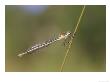 Blue-Tailed Damselfly, Female On Grass Stem, Scotland by Mark Hamblin Limited Edition Print