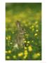 Rabbit, Adult Amongst Buttercups, Uk by Mark Hamblin Limited Edition Print