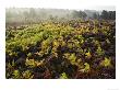 Heather And Bracken On Forest Edge In Late Summer, Scotland by Mark Hamblin Limited Edition Print