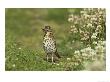 Song Thrush, Adult Searching For Earthworms, Scotland, Uk by Mark Hamblin Limited Edition Print