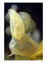 Hooded Nudibranch, Feeding, Bc by Rodger Jackman Limited Edition Print