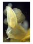Hooded Nudibranch, Feeding, Bc by Rodger Jackman Limited Edition Pricing Art Print