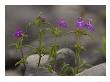 Red Hemp-Nettle, Growing On Calcareous Shingle On The Gower Peninsula, Uk by Bob Gibbons Limited Edition Print