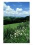 Meadow And Pasture, France, July by William Gray Limited Edition Print