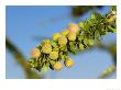 Shepards Tree Smelly Fruit, Mashatu Game Reserve, Botswana by Roger De La Harpe Limited Edition Print