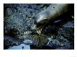 Galapagos Sea Lion, Curious Pup, Galapagos by Mark Jones Limited Edition Print