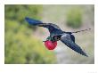 Great Frigate Bird, Male In Flight With Fully Inflated Courtship Air Balloon, Galapagos by Mark Jones Limited Edition Print