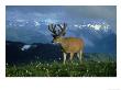 Black-Tailed Deer, Odocoileus Hemionus, Olympic National Park, Usa by Mark Hamblin Limited Edition Print