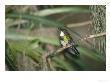 Tourmaline Sunangel, Montane Forest, Papallacta Valley, Ecuador by Mark Jones Limited Edition Print