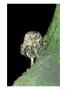 Little Owl, Perched On Tree With Moth, Uk by Mark Hamblin Limited Edition Print