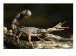 Black Hairy Thick-Tailed Scorpion, Highly Venomous, Mashatu Game Reserve, Botswana by Roger De La Harpe Limited Edition Print