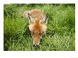 Red Fox, Close-Up Of Red Fox In Long Green Grass, Sussex, Uk by Elliott Neep Limited Edition Pricing Art Print