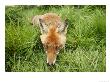 Red Fox, Close-Up Of Red Fox In Long Green Grass, Sussex, Uk by Elliott Neep Limited Edition Print