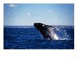 Southern Right Whale, Breaching, Valdes Peninsula by Gerard Soury Limited Edition Print