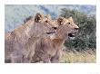 African Lions, Pointing, Kenya by Mike Hill Limited Edition Print