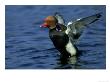 Red-Crested Pochard, Netta Rufina Drake Flapping Wings by Mark Hamblin Limited Edition Print