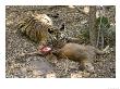 Bengal Tiger, Young Male Tiger Eating Rear End Of Sambar Deer Kill, Madhya Pradesh, India by Elliott Neep Limited Edition Pricing Art Print