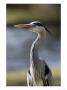 Grey Heron, Head And Chest Portrait Showing Head Plumes, London, Uk by Elliott Neep Limited Edition Print