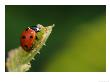 7-Spot Ladybird On Bramble Leaf, Middlesex, Uk by Elliott Neep Limited Edition Print
