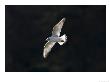 Black-Headed Gull, Backlit, Kenwood Estate, London, Uk by Elliott Neep Limited Edition Print