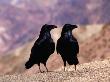 Two Ravens At Dantes View, Death Valley National Park, Usa by Richard Nebesky Limited Edition Print