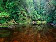 Rapid River In Rainforest Tarkine, Tasmania, Australia by Rob Blakers Limited Edition Print