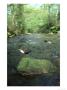 Dipper, Cinclus Cinclus Perched On Rock Showing Habitat, South Yorks by Mark Hamblin Limited Edition Print