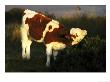 Calf (Simmental Cross) by Mark Hamblin Limited Edition Print